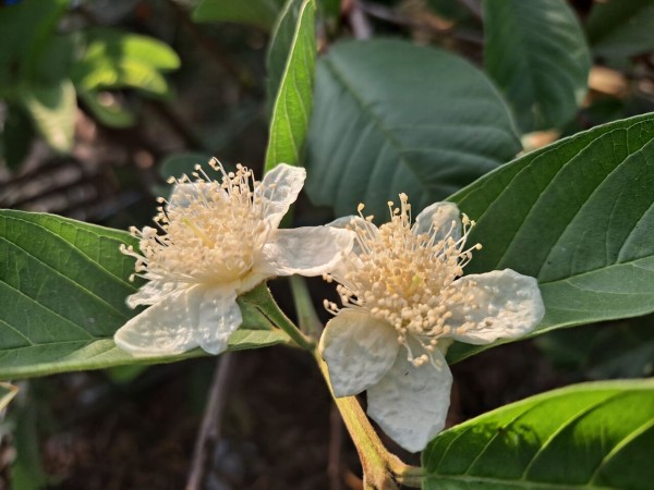 タイでグアバの開花 結実までを観察 農タイ生活の備忘録