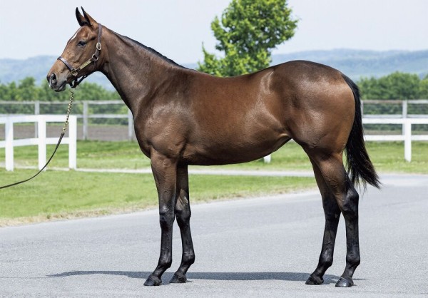 キャロットクラブ21年度1歳募集馬 47 ワイの 募集取り下げ ねこパンチの一口馬主