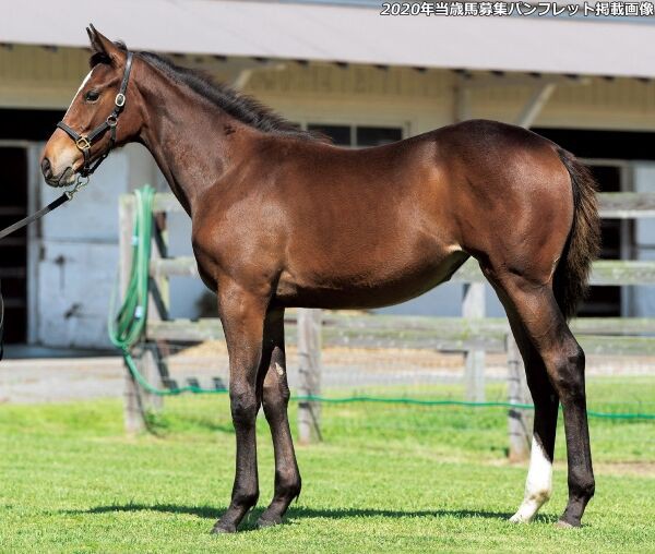 ターファイトクラブ2021年度1歳募集馬「1.ファンディーナの20、2.ハー 