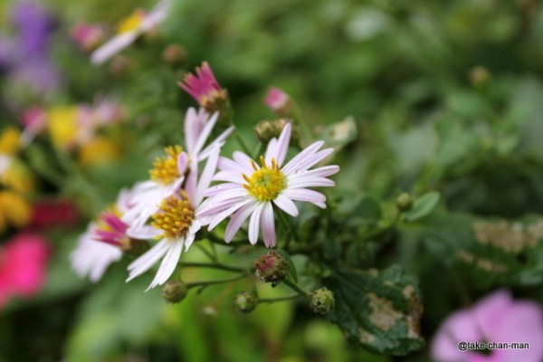 秋花壇の秋咲都忘れの花です れお君と庭の花 Fromたけちゃんマン