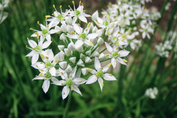 庭で星形の花ニラの花が咲いています れお君と庭の花 Fromたけちゃんマン