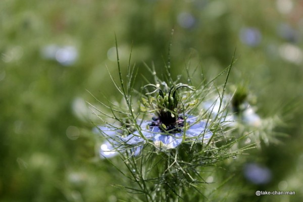 ニゲラ 黒種草 は魅力的ですよ れお君と庭の花 Fromたけちゃんマン