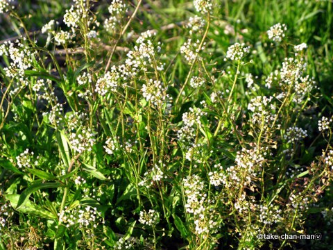 薺 なずな れお君と庭の花 Fromたけちゃんマン