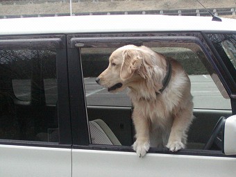 車の窓から身を乗り出す れお君と庭の花 Fromたけちゃんマン