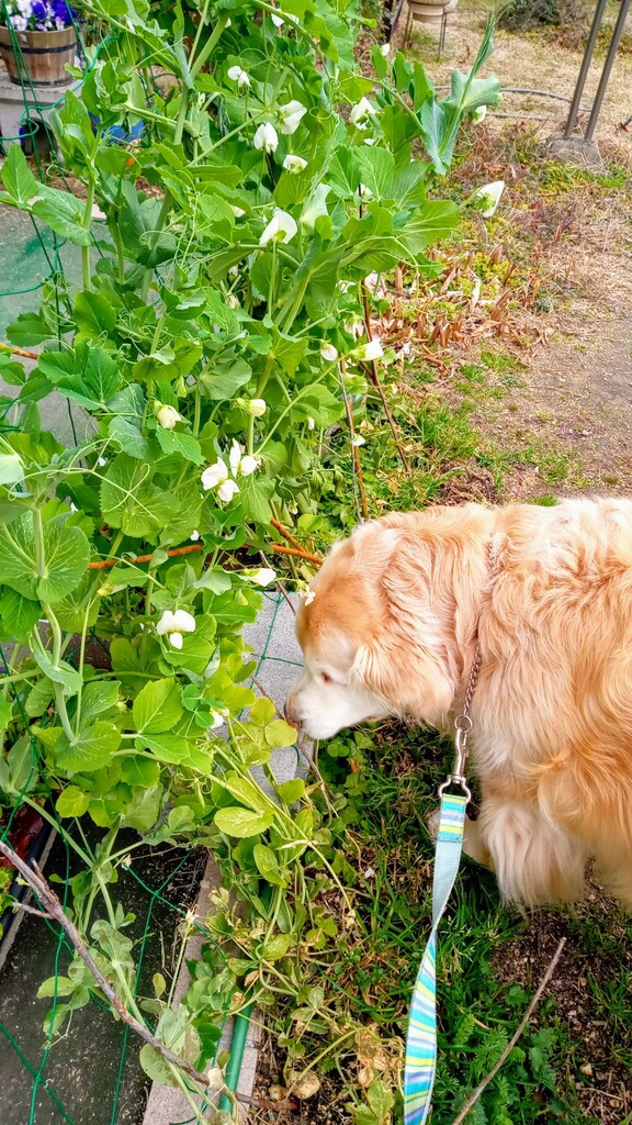 早くも我が家ではスナップエンドウが実っています れお君と庭の花 Fromたけちゃんマン