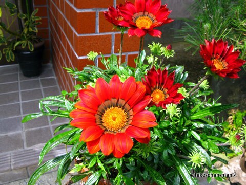 ガザニア れお君と庭の花 Fromたけちゃんマン