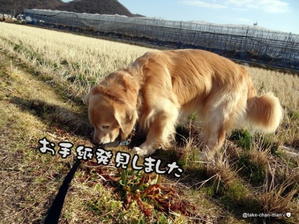 いぬふぐりの花が咲き始めました れお君と庭の花 Fromたけちゃんマン