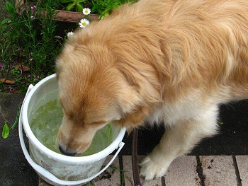 散歩の後の水が美味い れお君と庭の花 Fromたけちゃんマン