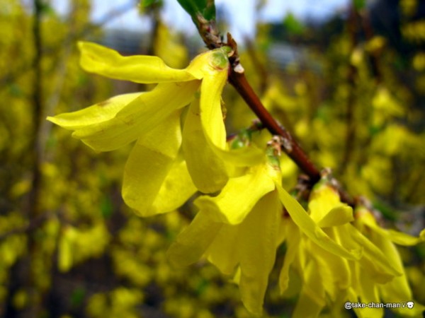 連翹 れんぎょう の花 れお君と庭の花 Fromたけちゃんマン