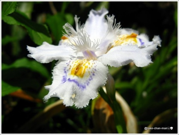 庭の著莪 シャガ の花 れお君と庭の花 Fromたけちゃんマン