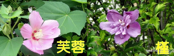 ムクゲ 槿 とフヨウ 芙蓉 の花の見分け方 れお君と庭の花 Fromたけちゃんマン