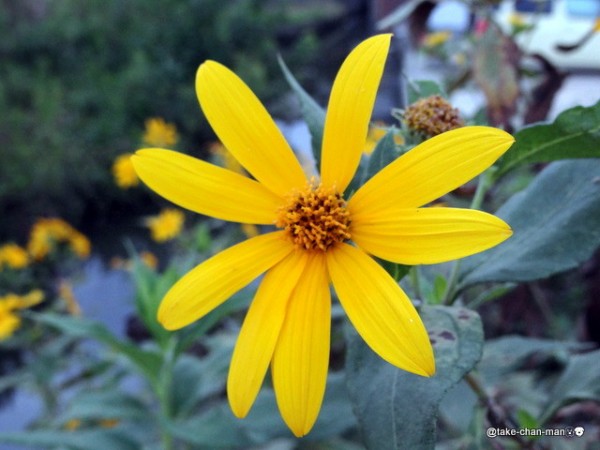 れお君の散歩コースの菊芋の花 れお君と庭の花 Fromたけちゃんマン