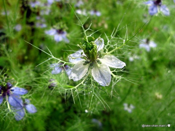 庭のニゲラ れお君と庭の花 Fromたけちゃんマン