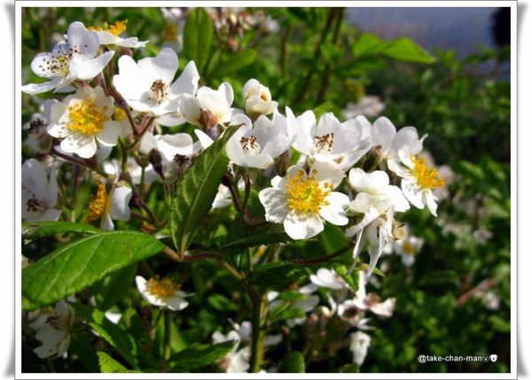 最高かつ最も包括的な野薔薇 花言葉 すべての美しい花の画像