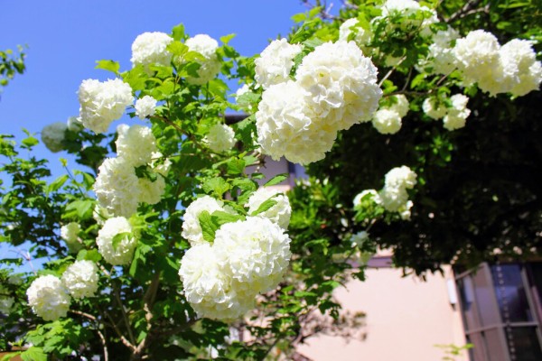 我が家のビバーナム スノーボールの花です れお君と庭の花 Fromたけちゃんマン