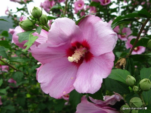 ムクゲ 槿 とフヨウ 芙蓉 の見分け方 れお君と庭の花 Fromたけちゃんマン