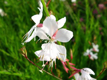 駅の花 ガウラ 白い花が風に吹かれて蝶のように舞う れお君と庭の花 Fromたけちゃんマン