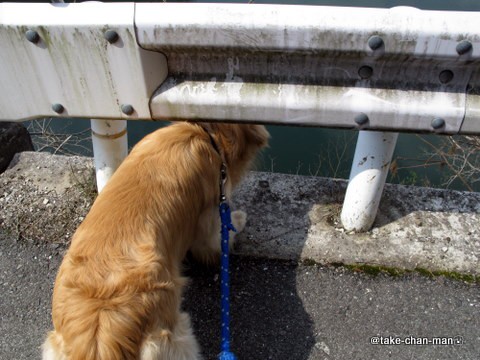 河本ダム れお君と庭の花 Fromたけちゃんマン