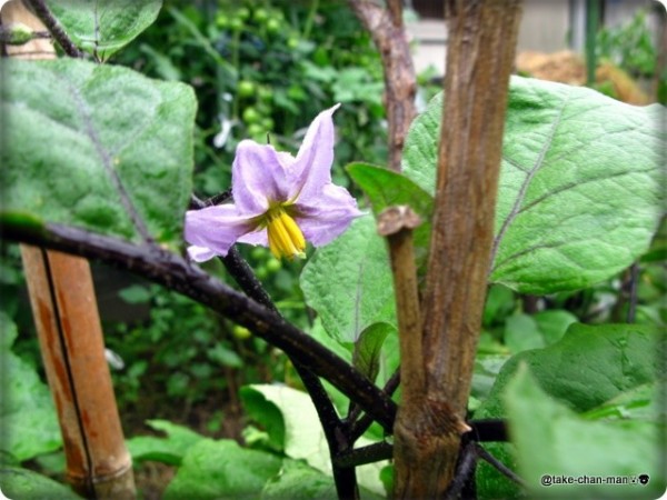 悪茄子 わるなすび が咲きました れお君と庭の花 Fromたけちゃんマン