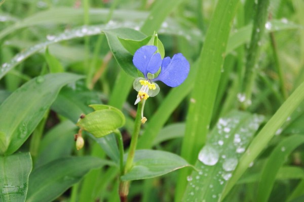 ミッキーマウスにそっくりな花のつゆ草です れお君と庭の花 Fromたけちゃんマン