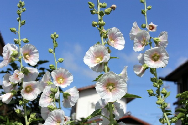 れお君地方は久しぶりの青空です れお君と庭の花 Fromたけちゃんマン