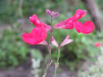 チェリーセージ れお君と庭の花 Fromたけちゃんマン