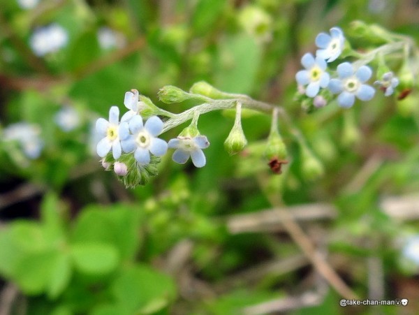 胡瓜草 キュウリグサ と勿忘草 ワスレナグサ れお君と庭の花 Fromたけちゃんマン