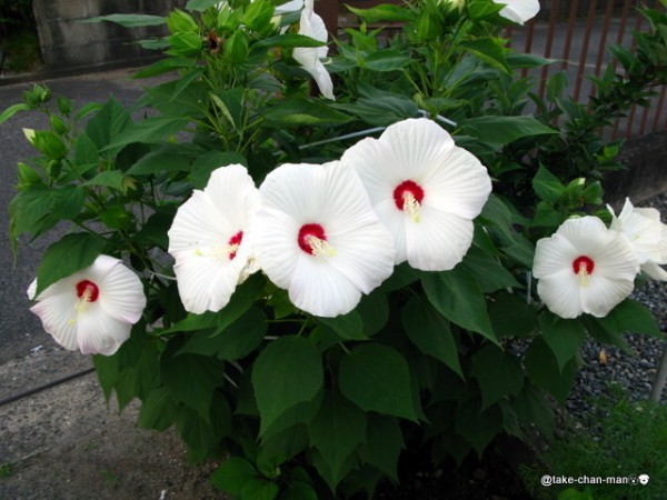 ムクゲ 槿 とフヨウ 芙蓉 の花の見分け方 れお君と庭の花 Fromたけちゃんマン