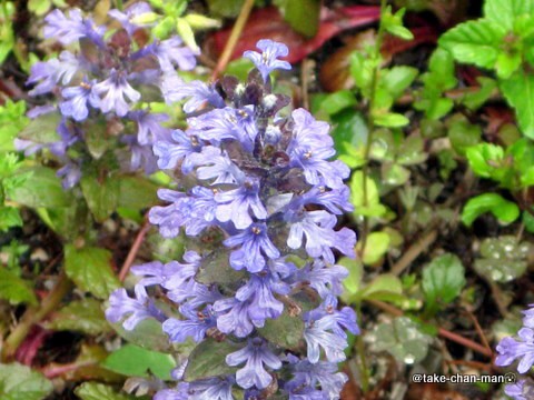 アジュガ れお君と庭の花 Fromたけちゃんマン