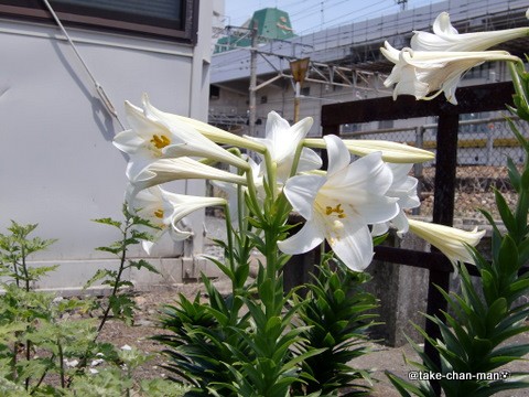 鉄砲百合 れお君と庭の花 Fromたけちゃんマン