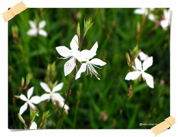 驚くばかりガウラ 花 最高の花の画像