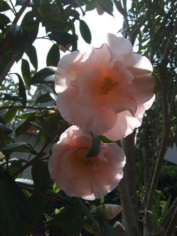 椿 ムーンライトベイ 花とわが子と神様と