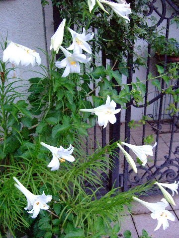 夏の白百合 花とわが子と神様と