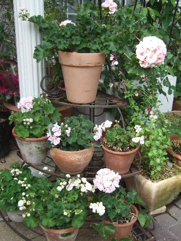 珍しいゼラニウムたち 花とわが子と神様と