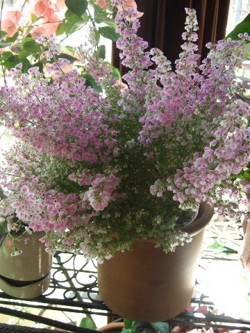 エリカ シャミソニス 花とわが子と神様と