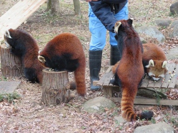 動物ふれあい 千葉 市川市動植物園に行ってきました 日本綜合経営協会スタッフblog