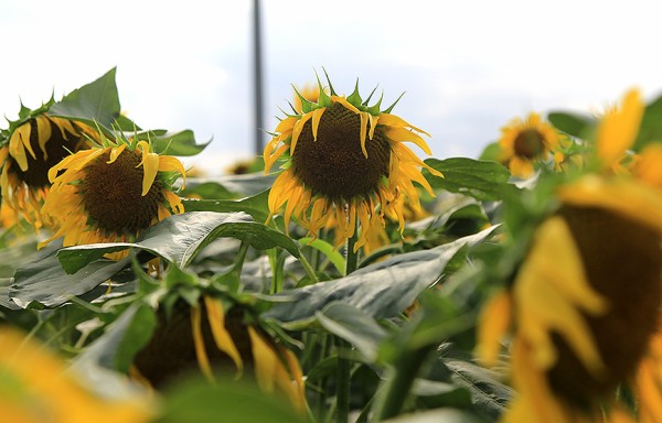 沼津の夏のホットスポット！浮島ひまわりらんどが満開で満車！（沼津市