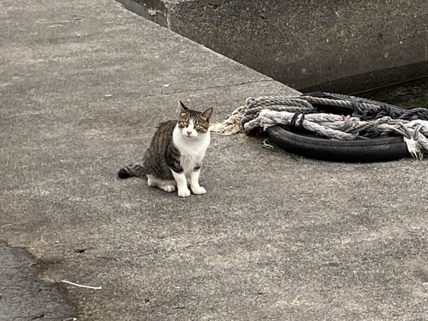 とにかく美味しいお魚が食べたいんです 釣り編 シイラ大漁 はじめての強い引きを経験 沼津つーしん