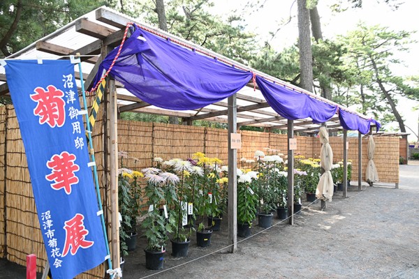 あなたの菊、御用邸に飾ってみない？「第56回菊華展」の出品作品を募集