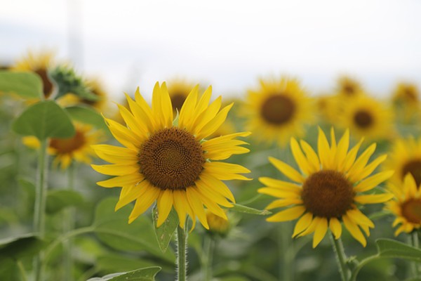 ひまわり真っ盛り！今年で17年目を迎える浮島ひまわりらんどが見頃っ