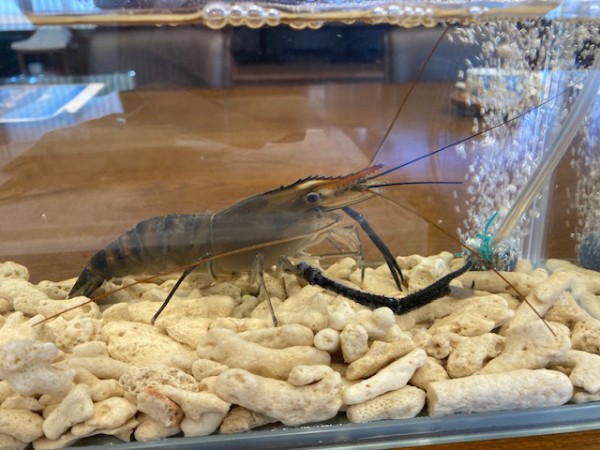開店】沼津ででっかいテナガエビ釣れるってマジ？しかも焼いて食べ