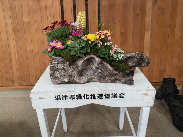 でっかい流木で寄せ植えだ！千本プラザで流木寄せ植え教室。2月17日に