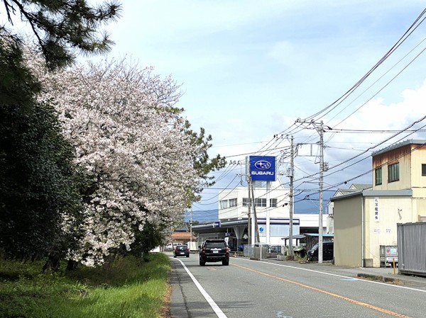 桜開花情報2024】千本街道の桜（沼津市西間門～植田） : 沼津つ