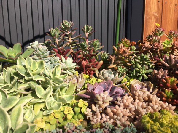 かわいいよね多肉ちゃん 沼津市新宿町にある新宿公園の花壇で発見 沼津多肉ちゃんマップ 沼津つーしん