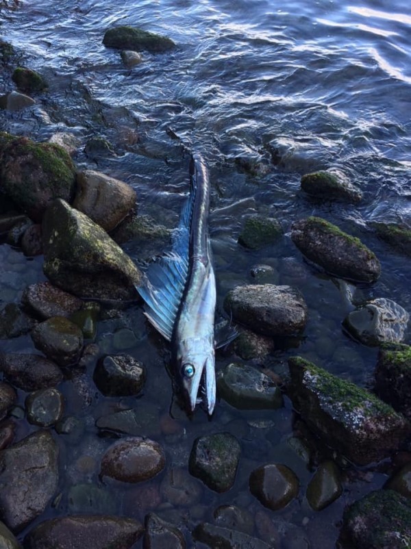 アート作品 アクリル画 命溢れる深海の生き物たちB 四国水族館アートギャラリー 桜雨はると（動物画家）×四国水族館