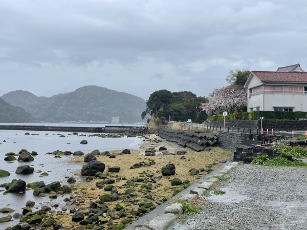 めっちゃ茶色。きょうの沼津市西浦木負らへんの海岸。食べられないの