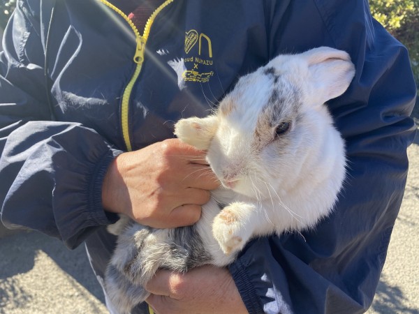 うさぎの花太郎。（沼津市内浦 三ノ浦総合案内所） : 沼津つーしん