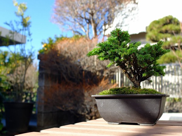新しい趣味に盆栽はいかが？沼津市緑化推進協議会主催のビギナー向けの