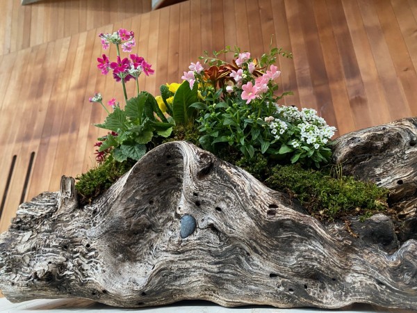 でっかい流木で寄せ植えだ！千本プラザで流木寄せ植え教室。2月17日に