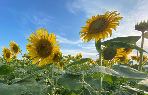 ひまわりランド開花情報（そのイチ） : 沼津つーしん